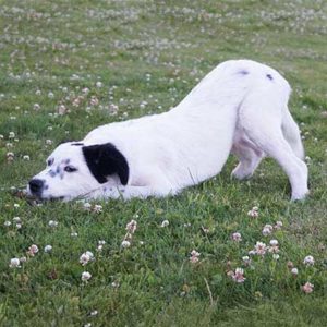 Een hond uit Griekenland adopteren