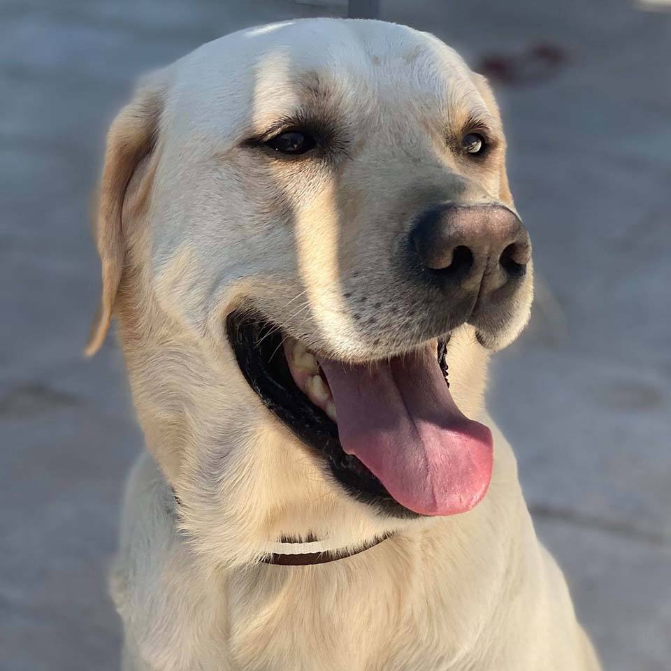 Labrador Brunno vindt een geweldig thuis is Nederland